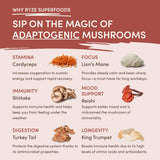 Mushroom Chicory M13L