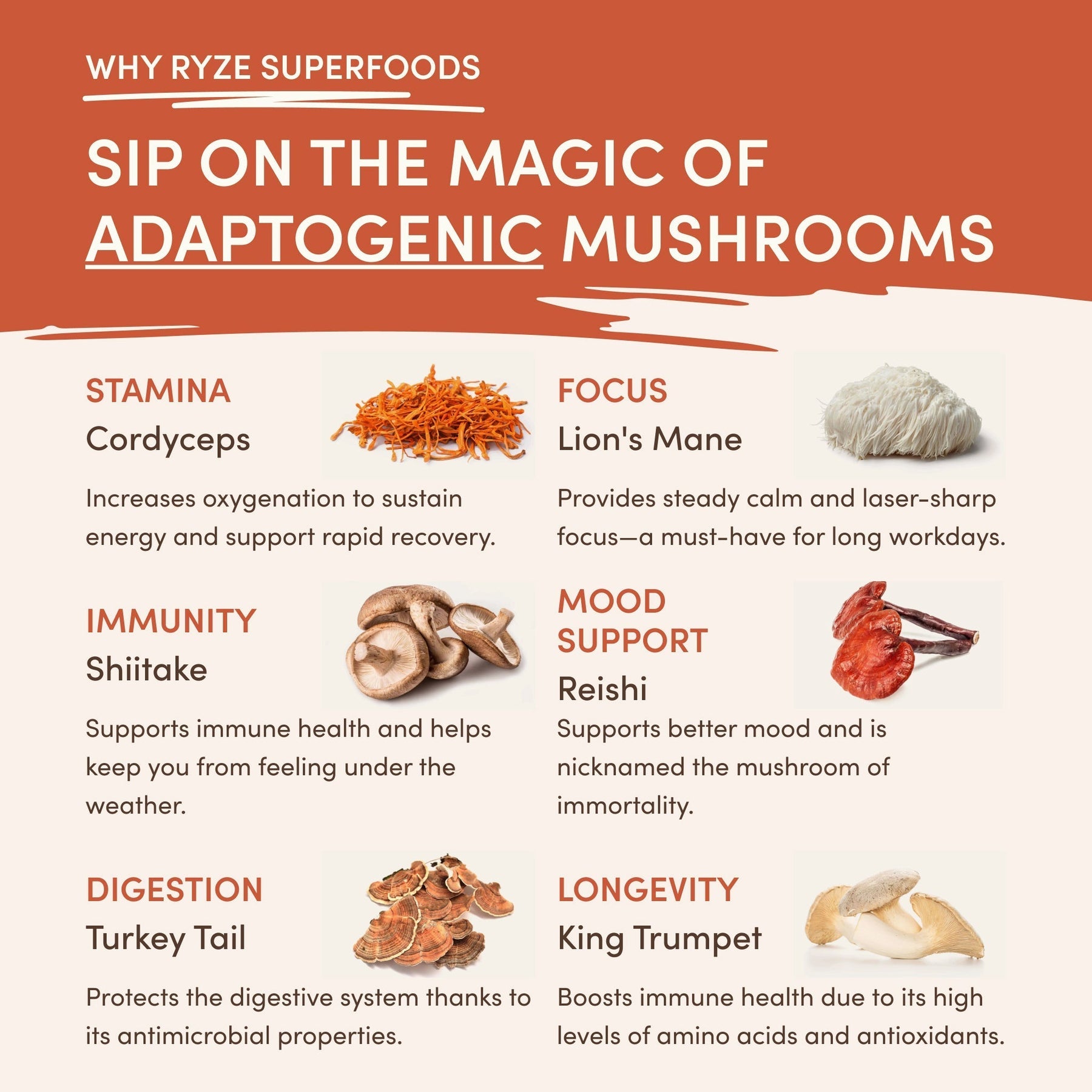 Superfood Creamer M10B