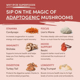 Mushroom Chai M07Q