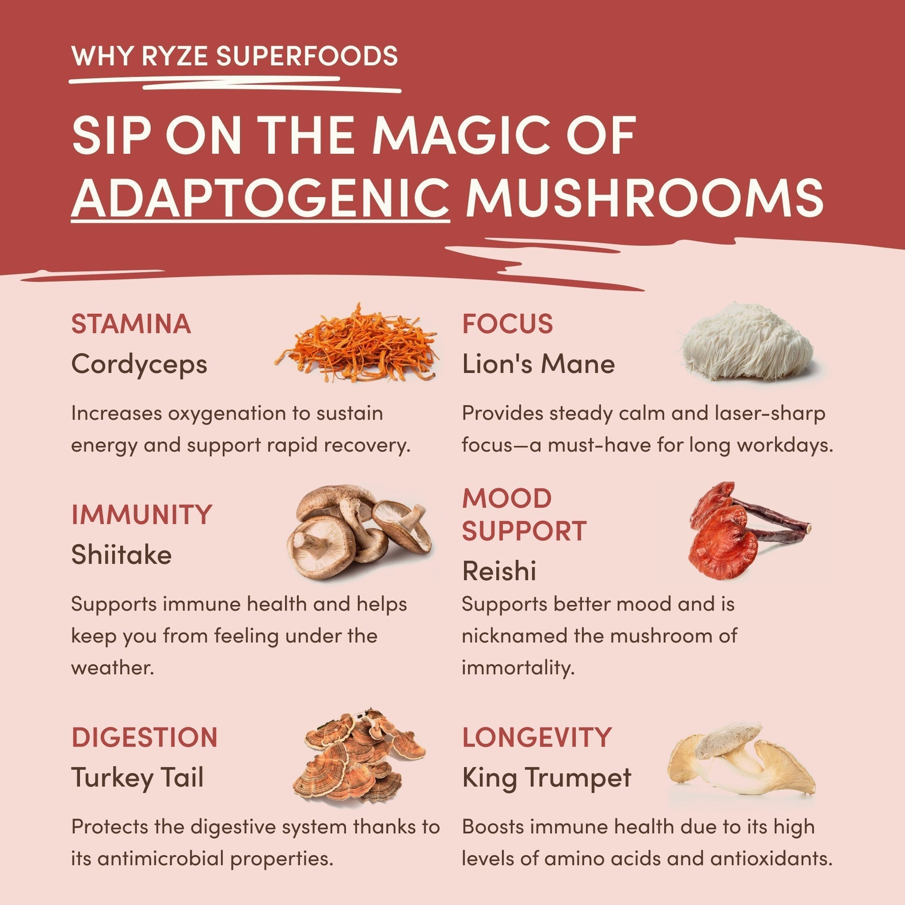 Mushroom Chai M07Q